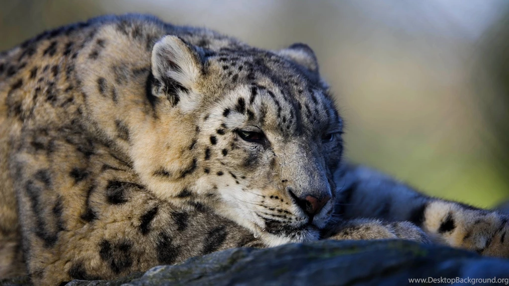 Snow Leopard Wallpapers Desktop