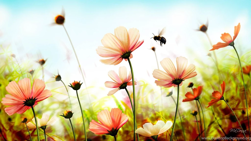 Summer Backgrounds 1440 900 High Definition Wallpaper Backgrounds ...