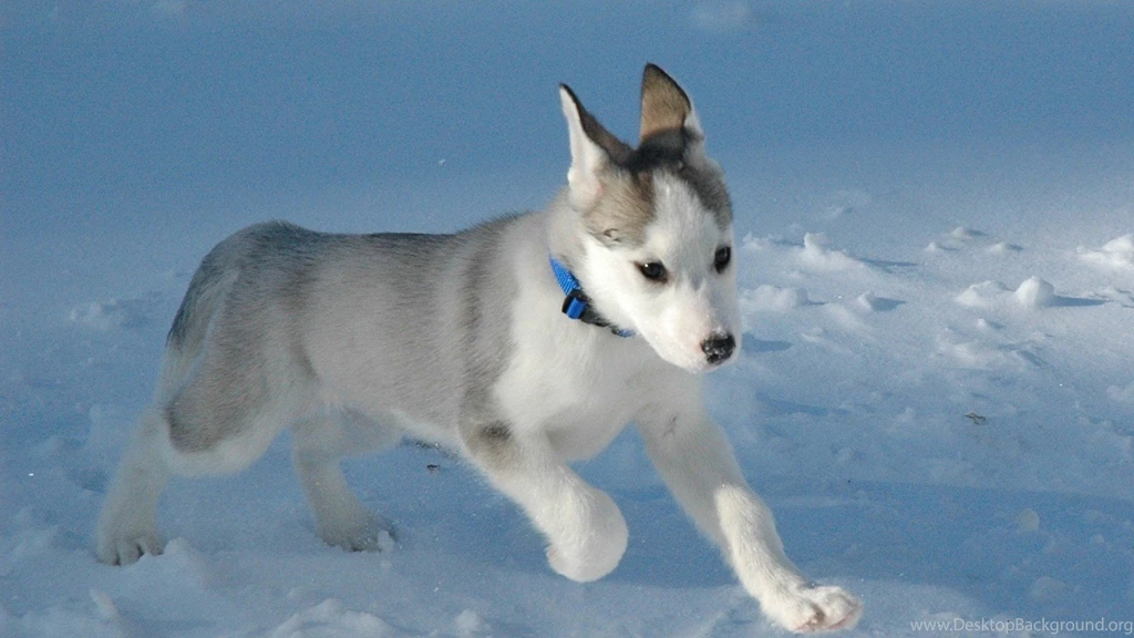 Wallpapers catalogue.com Husky In 1600x900 Resolution.