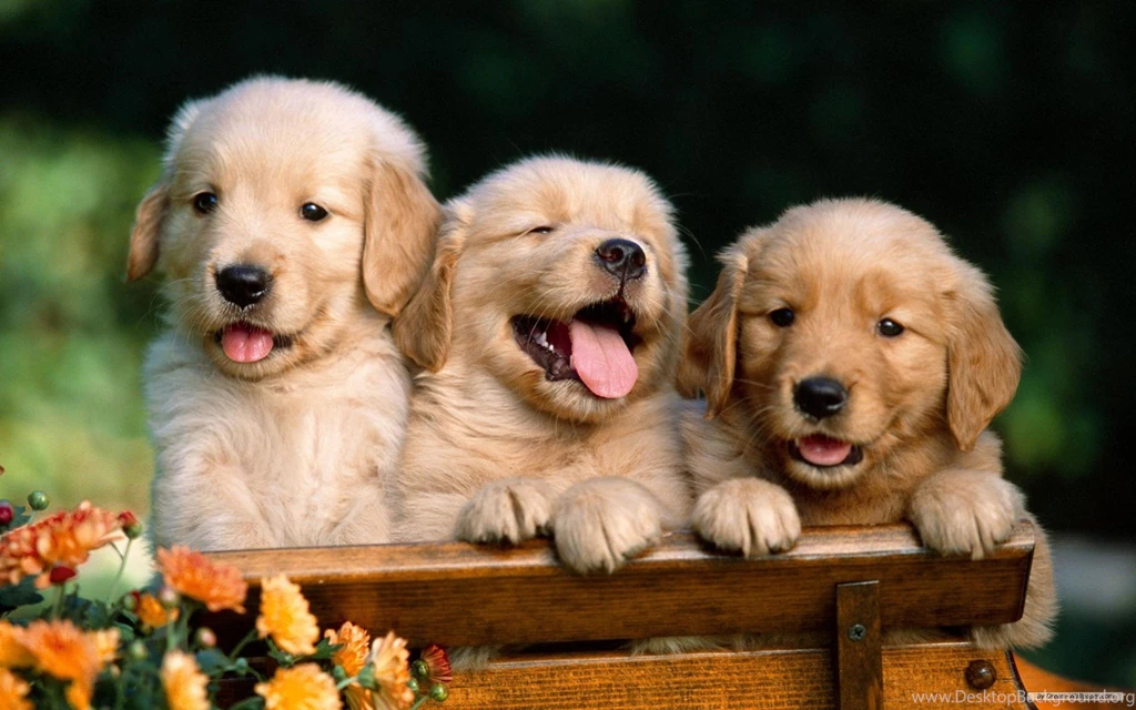 Free Wallpapers   Free Animal Wallpapers   Terriers&labrador ...