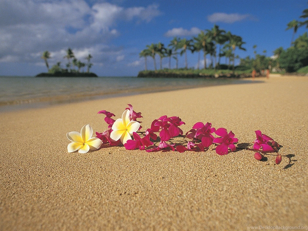Flowers On A Hawaiian Beach Wallpapers And Images Wallpapers ...