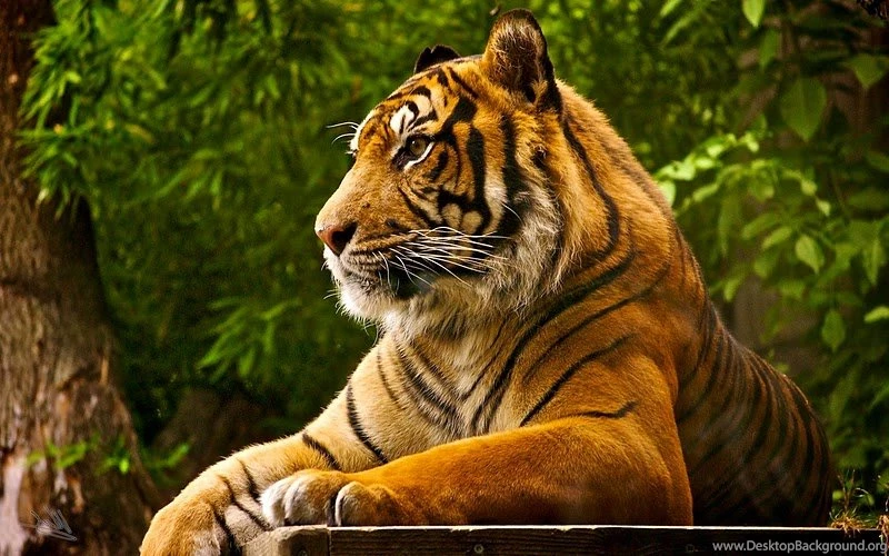 Wild Cats" Wallpapers Collection For Your Desktop GizmoCrazed