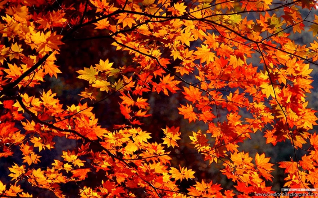 Fall Desktop Wallpapers Widescreen
