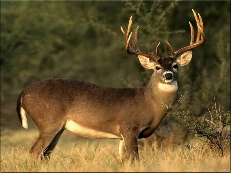 Deer Images