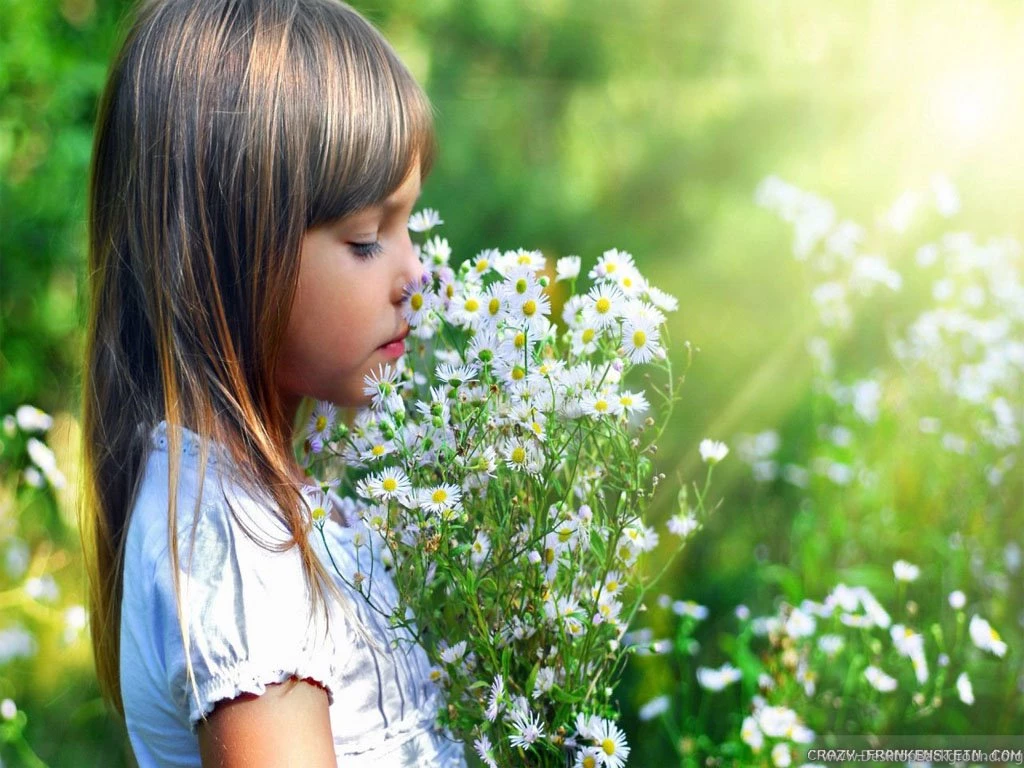 Flower Field Wallpapers   Crazy Frankenstein