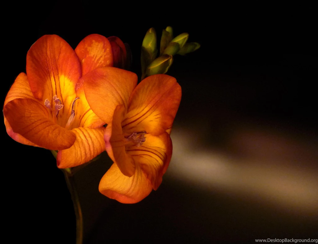 FREESIA FOR ALL THE LADIES WALLPAPER   (