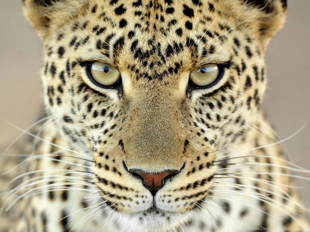 Big Cat Wallpapers Wallpapers Cave