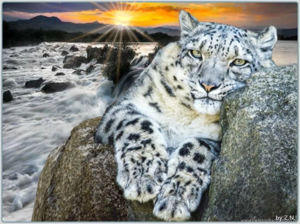 Big Cat (