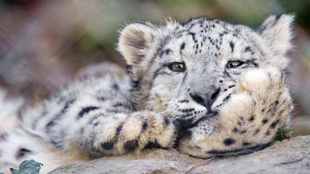 4K Ultra HD Animals Wallpapers, Desktop Backgrounds HD