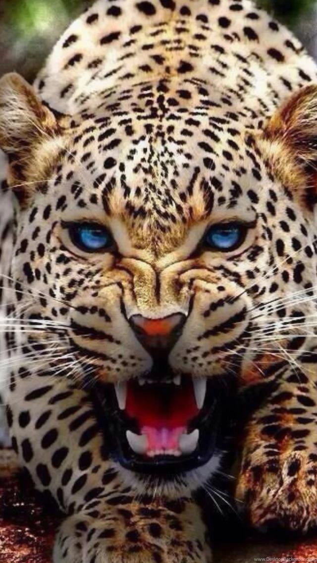 Angry Leopard Brilliant Blue Eyes Flashing Big Cats