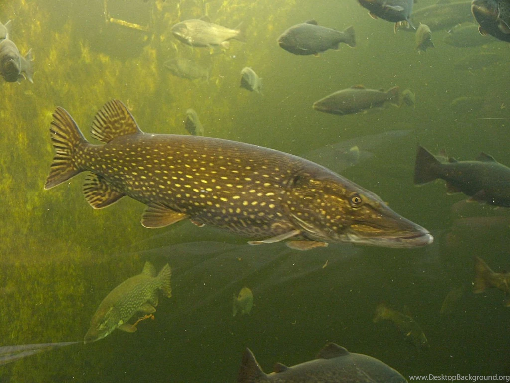 Northern Pike Photo And Wallpaper. Cute Northern Pike Pictures
