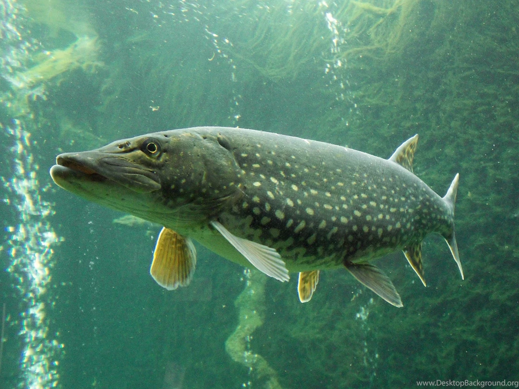 Esociformes Northern Pike