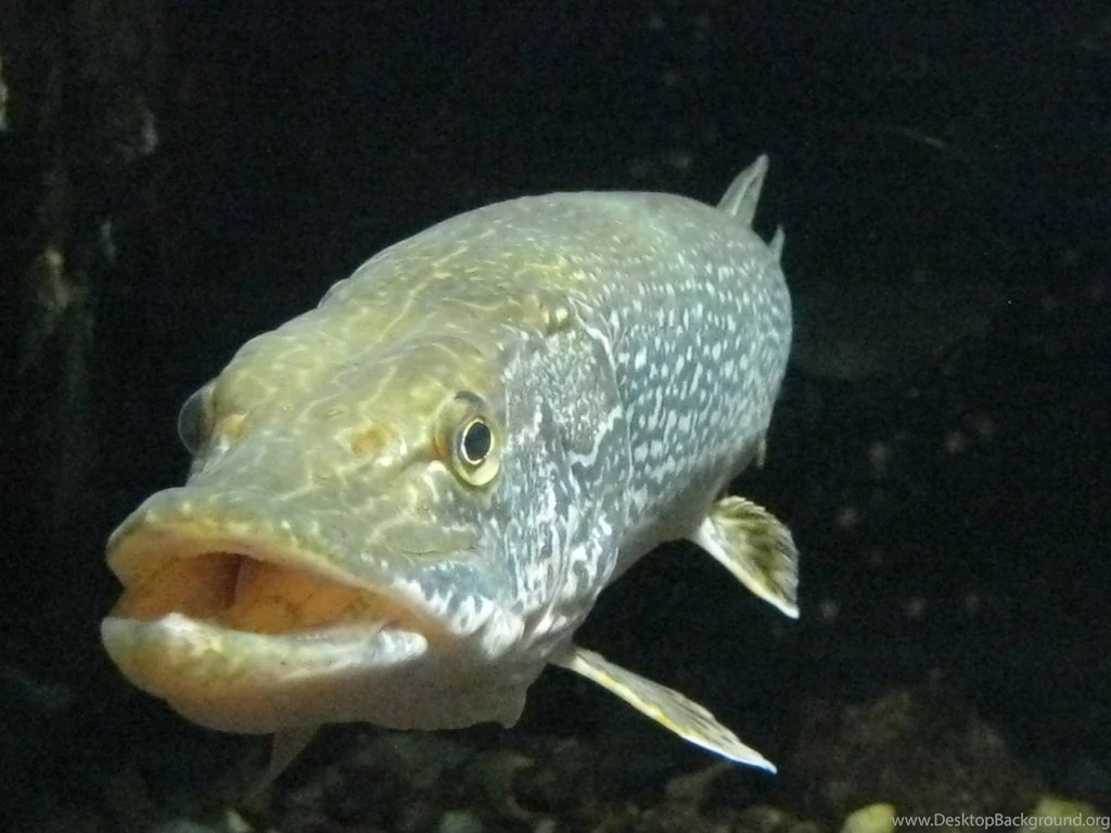 Northern Pike 2 By Iexwba On DeviantArt