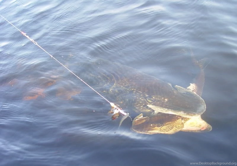 Giant Northern Pike (Fish For Those Who Don't Know)