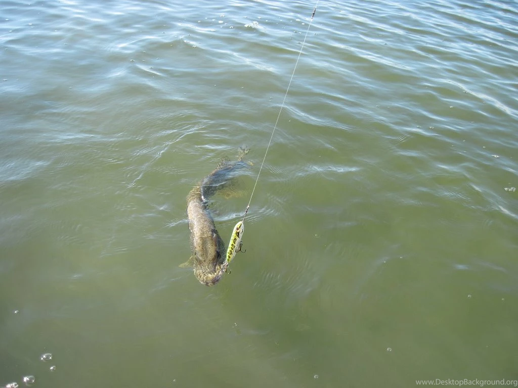 Northern Pike Caught On A Zara Spook