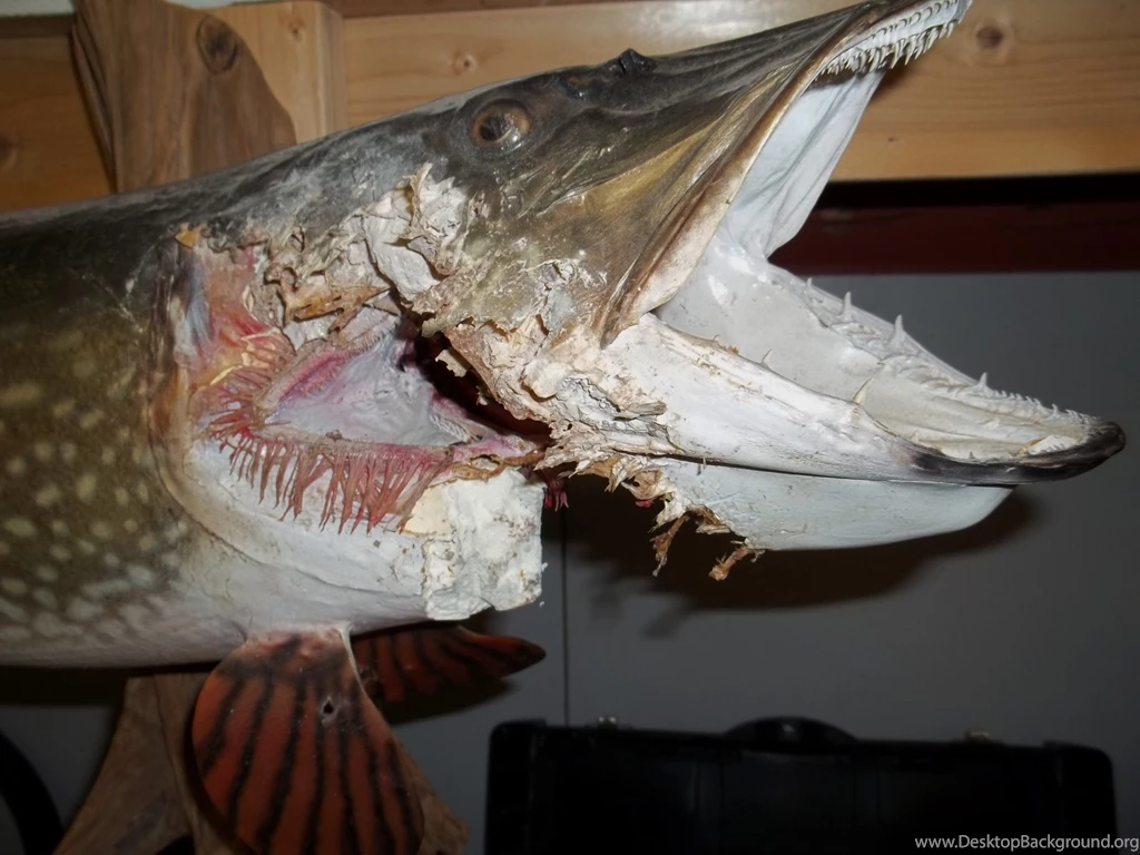 Major Fish Repair Northern Pike Artificial Head And Fins