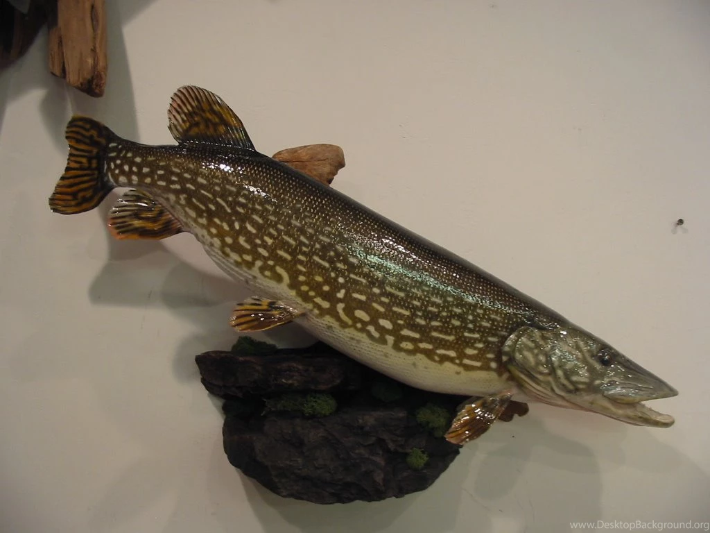 The Week In Fish Pictures~ Year 2