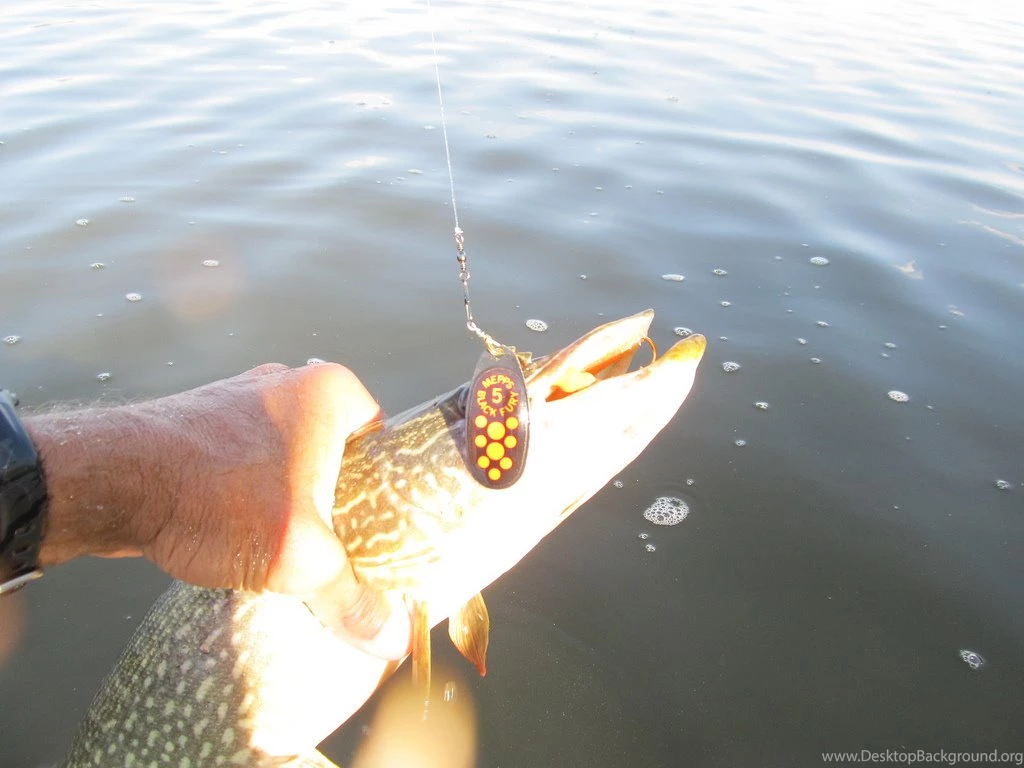 Northern Pike Wallpaper Images