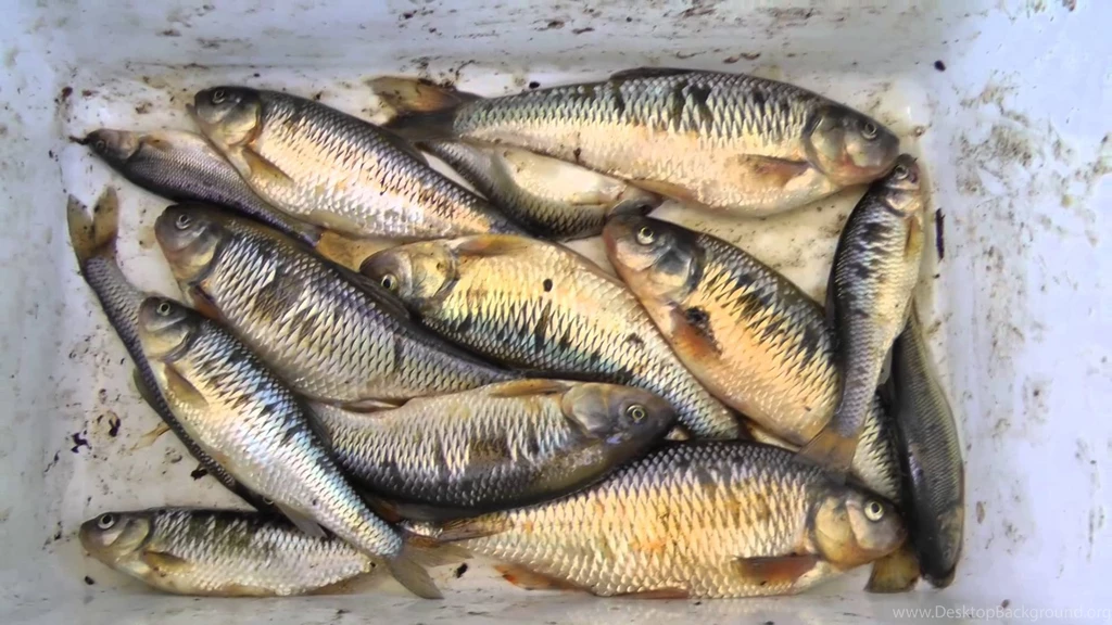 Salted Chubs Or Shiners Catch Giant Northern Pike N Catfish ...