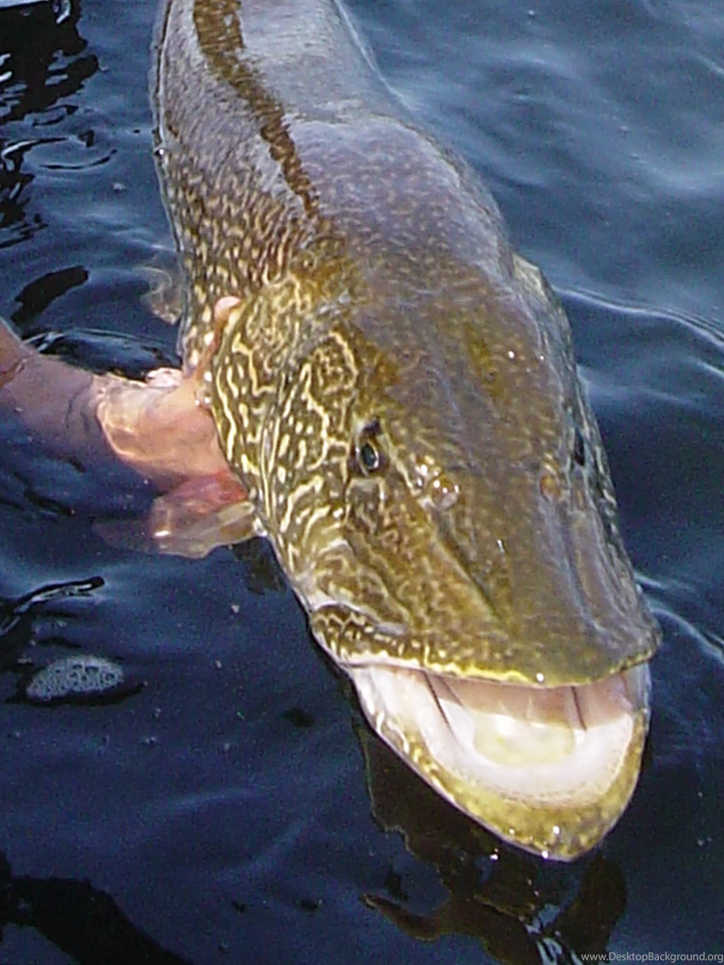 Kingofwallpapers.com Pike Page 1