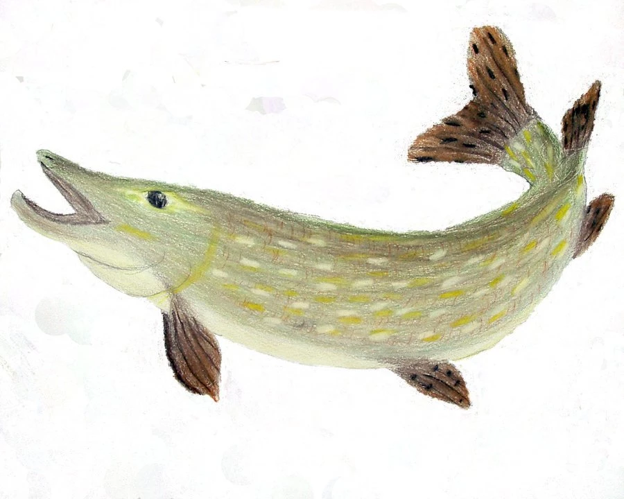Northern Pike By Melo the bat On DeviantArt