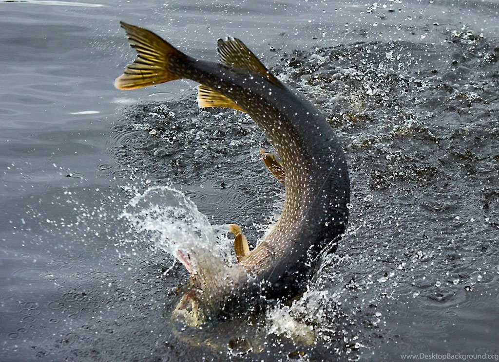 Fishing For Monster Pike At Midnight Sun Trophy Pike Adventures In ...