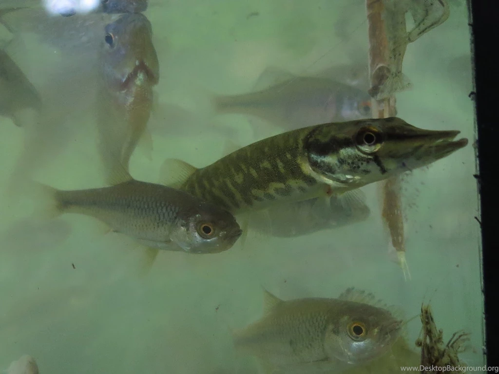 Athens Nature Journal: Sites: Near Drama At The Doxatos Canal Fish ...