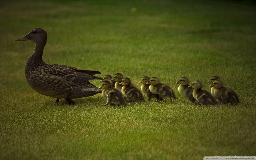 Mom And Baby Ducks HD Desktop Wallpapers : High Definition : Mobile