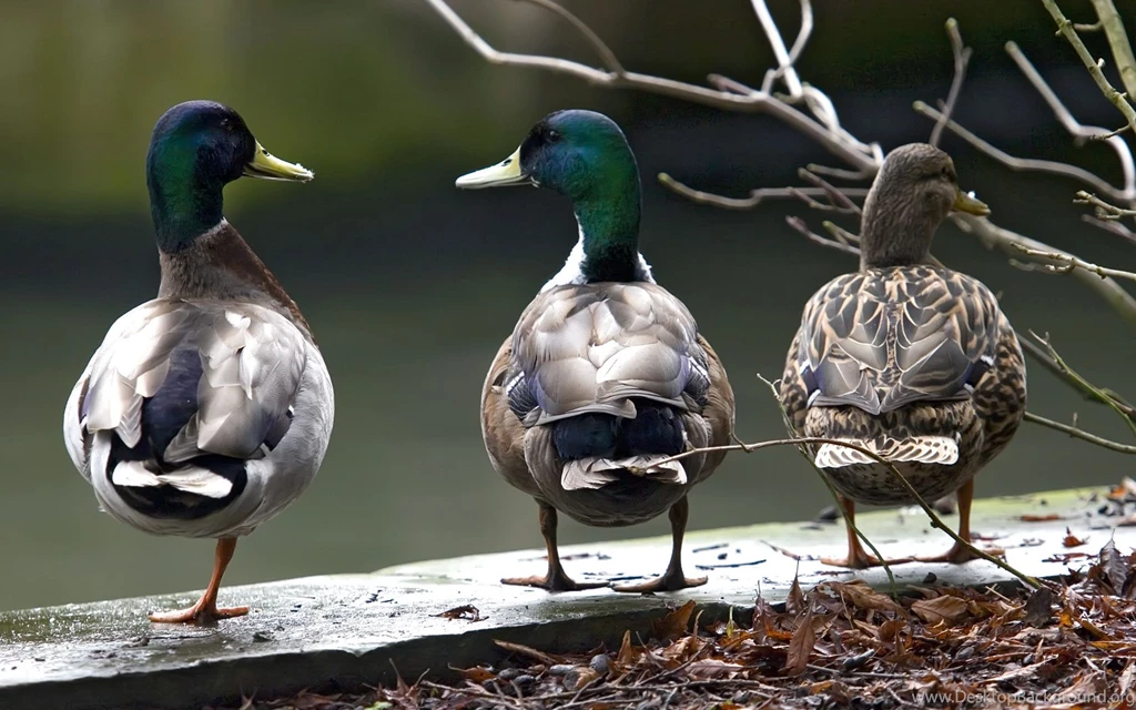 Mallard Ducks Backgrounds
