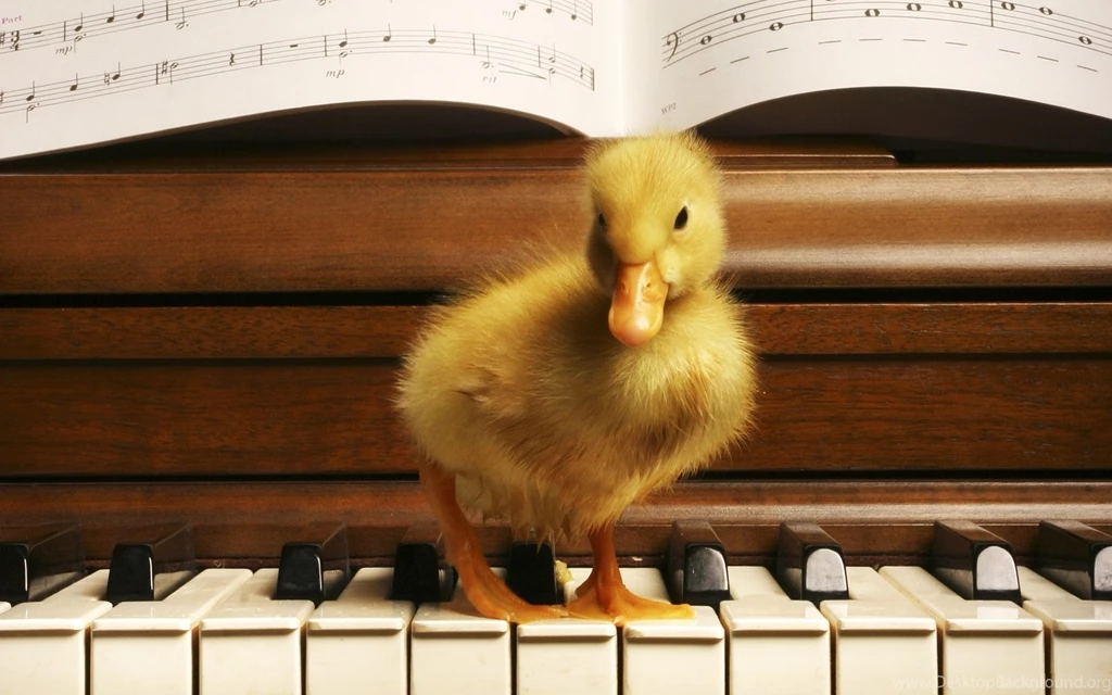 Lovely Duck Wallpapers HD HD Images New