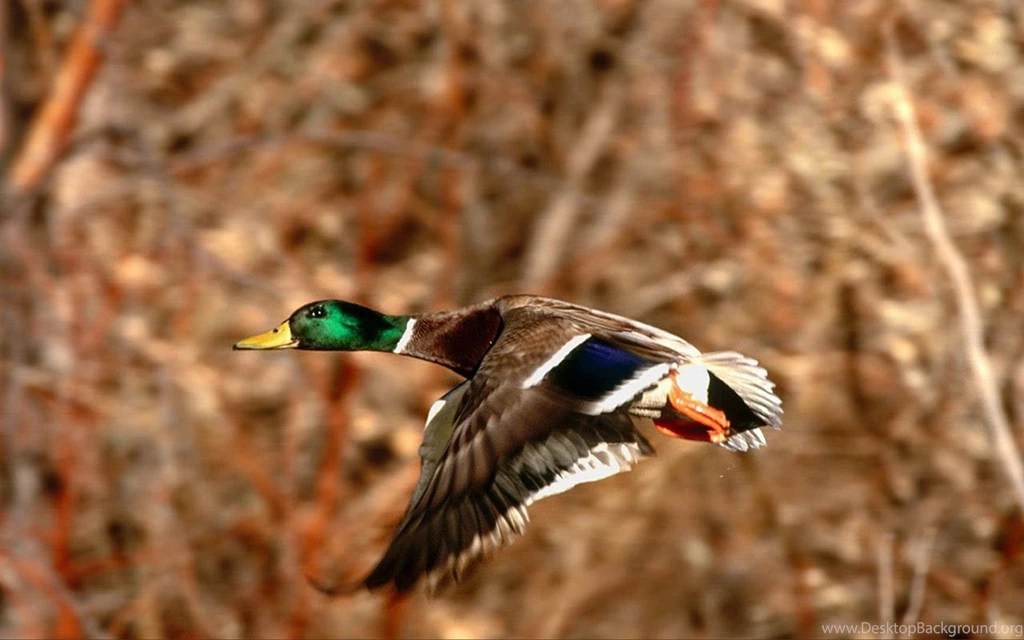 Free Ducks Close up High definition Desktop Wallpapers - Animal ...