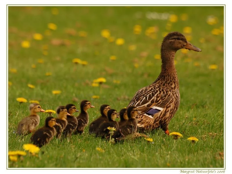 Ducks: Wait Mom Birds Babies Ducklings Ducks Wallpapers Gallery For ...