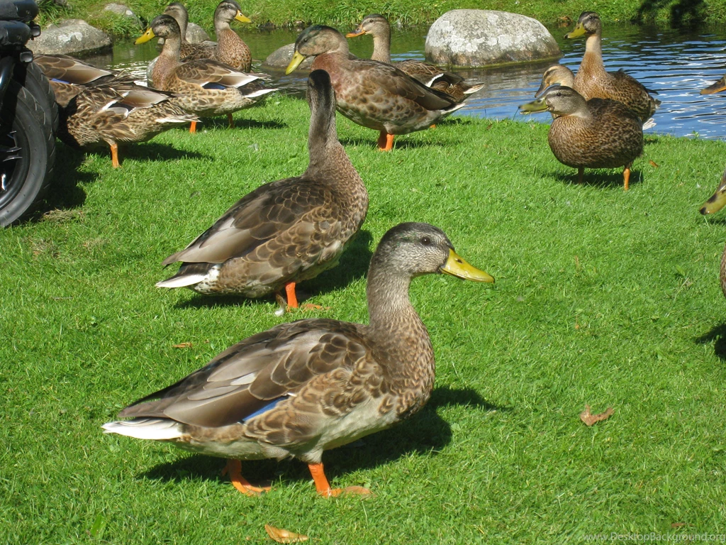 Ducks: Ducks Park Grass Colors Stones Water Summer Free Download ...