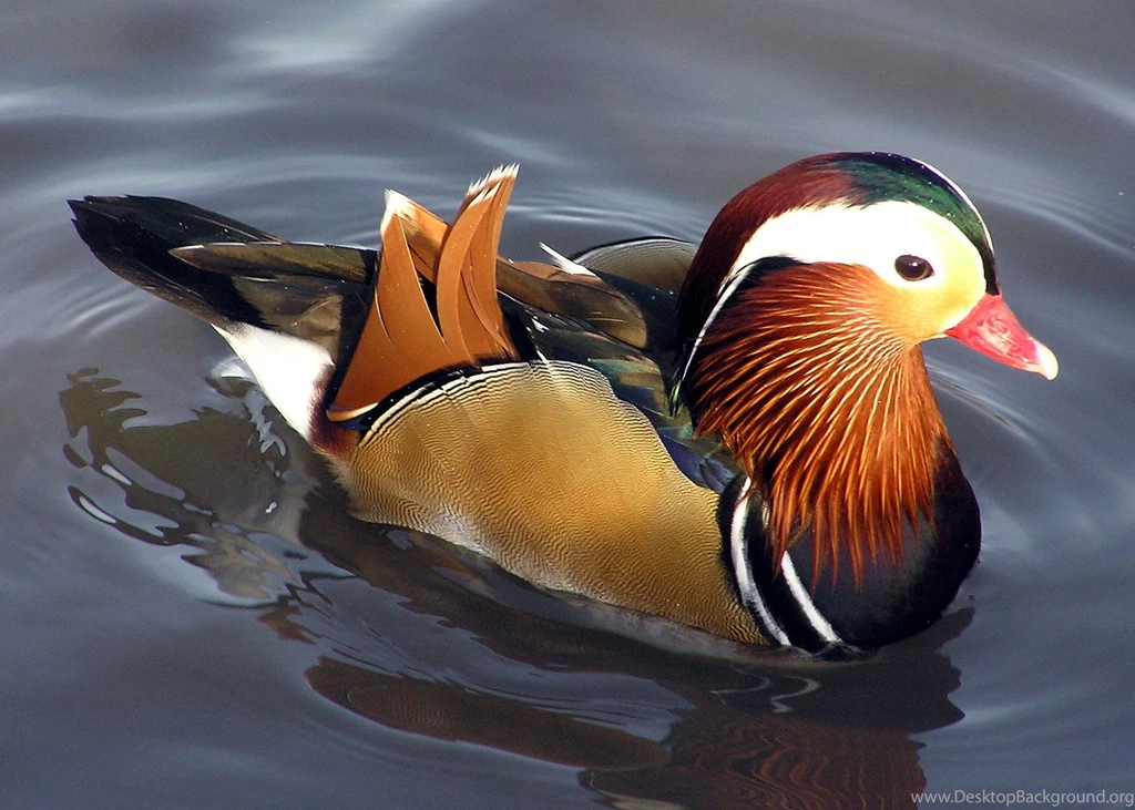 Ducks: Real Body Art Animal Colours Water Duck Free Download ...