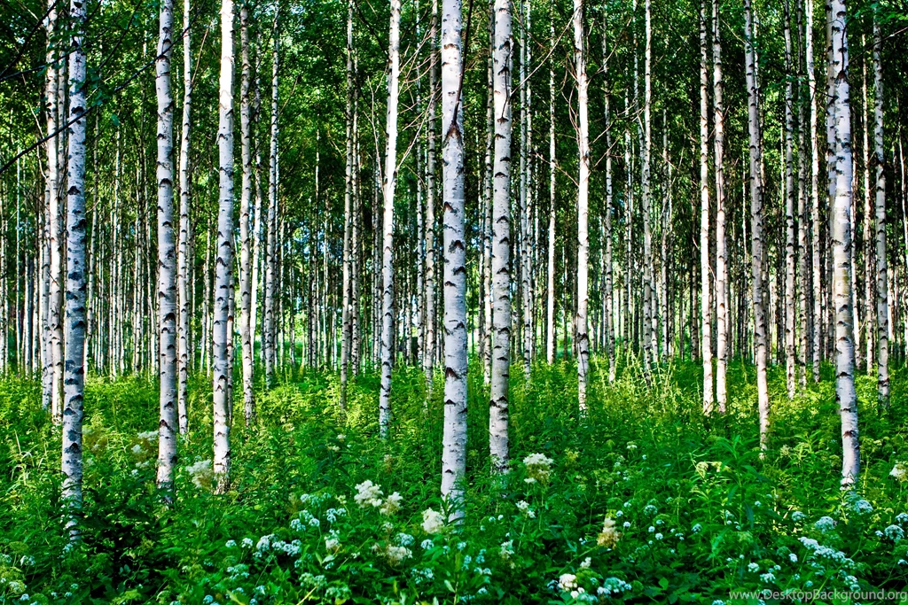 Birchwood Summer Wallpapers And Images Wallpapers, Pictures, Photos