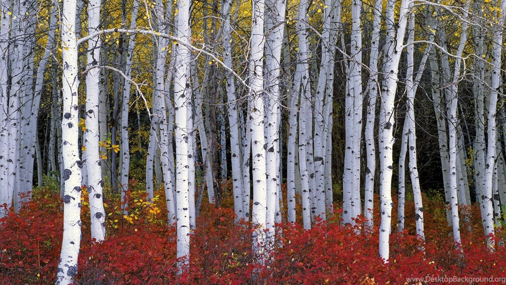 Nature, Wood, Trees, Forest, Leaves, Birch, Branch, Fall ...