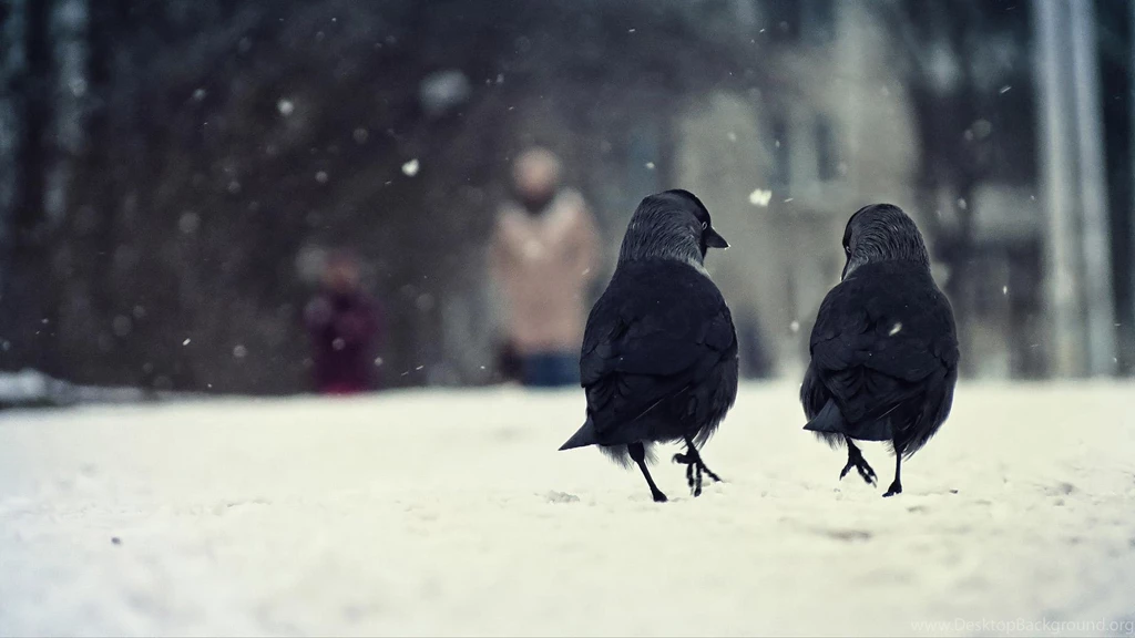 Birds, Two, Winter, Snow, Walking, Talking, Animal Wallpaper,birds ...