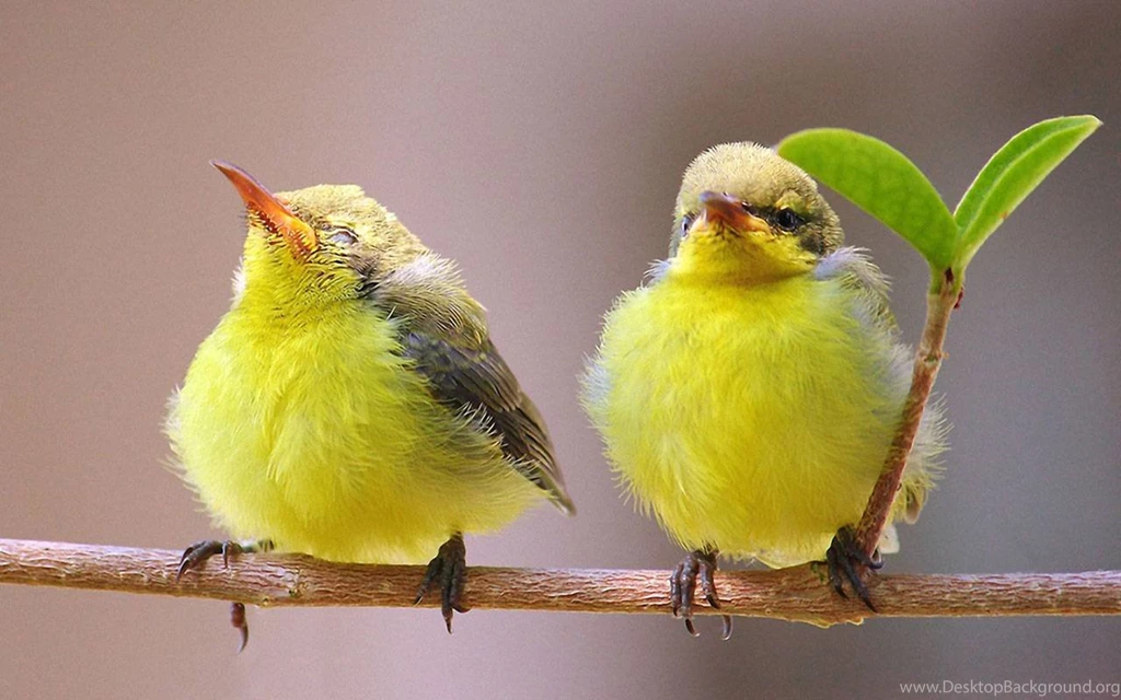 I'm Not Talking To You!   Beautiful Birds Wallpapers