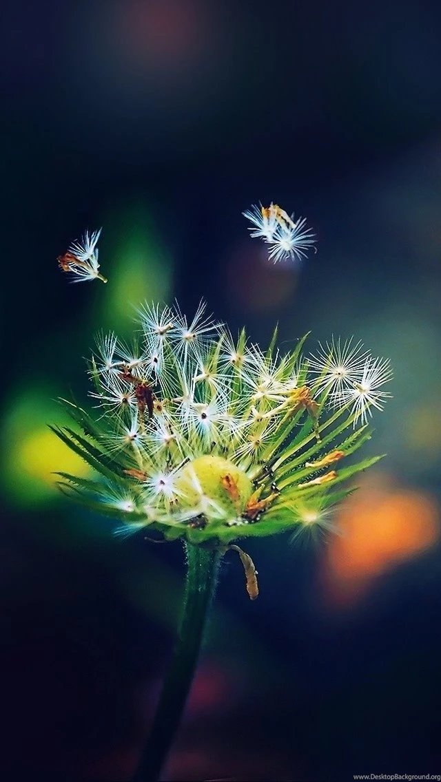 Seeds iPhone 5s Wallpapers