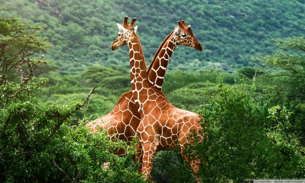 Giraffes, Africa HD Desktop Wallpapers : High Definition ...