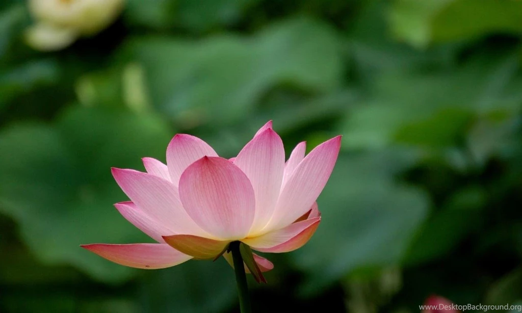 21 1280x768 Lotus Spring Desktop PC And Mac Wallpapers 364 :: Lotus ...