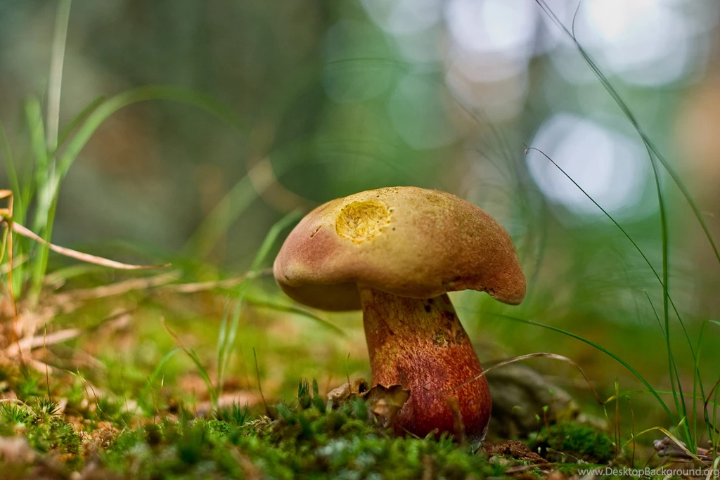 304 Mushroom HD Wallpapers