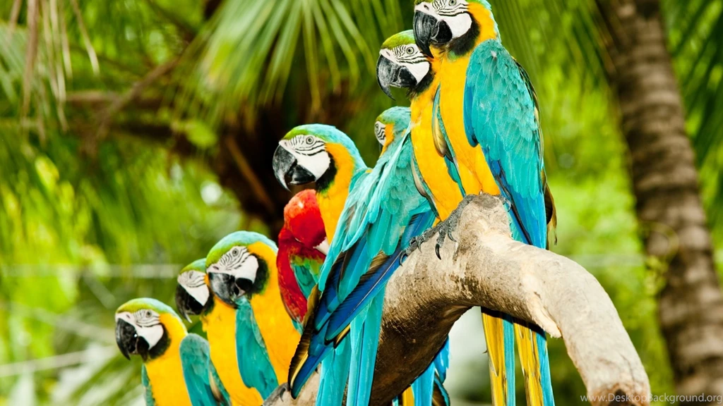 HD Colourful Widescreen Wallpapers HD Wallpaper Backgrounds Of ...