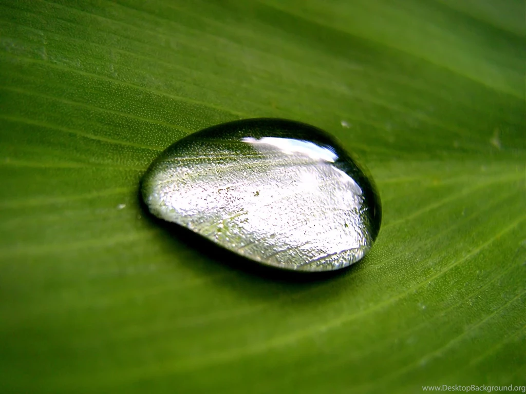 Close Up Waterdrop On Leaf Desktop Wallpapers