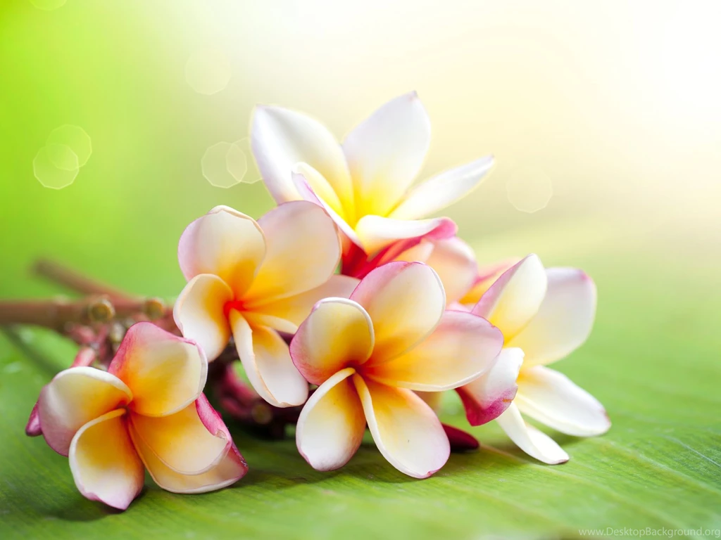 Hawaiian Desktop Wallpapers