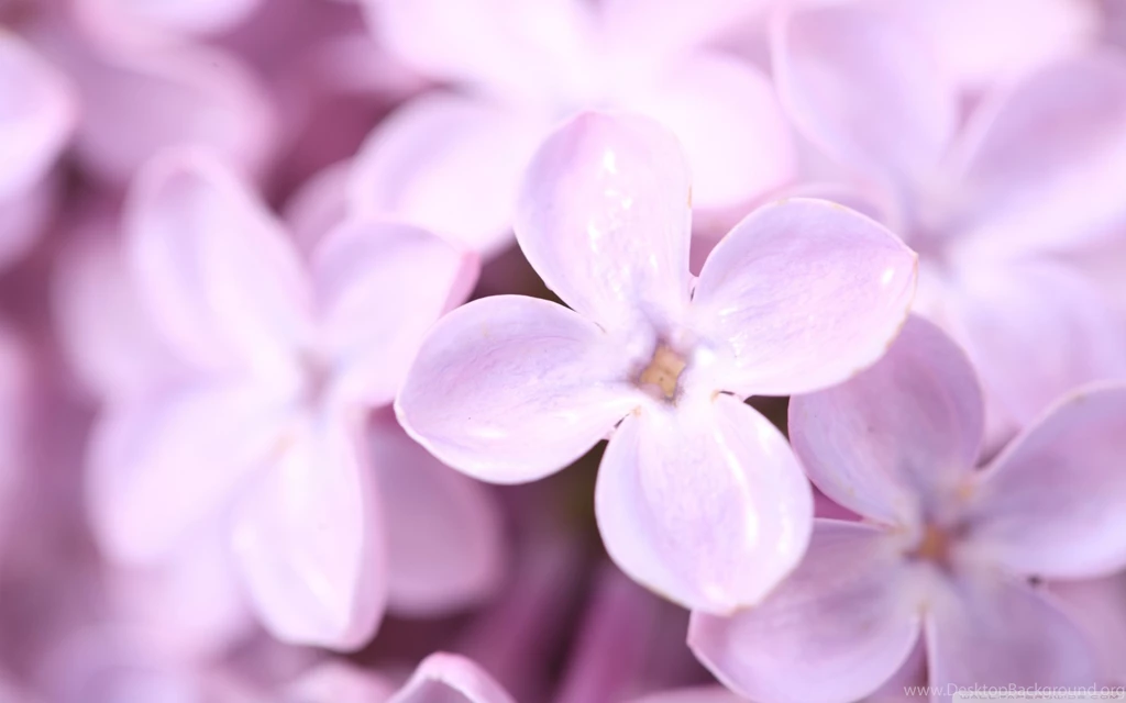 Violet Lilac Flowers HD Desktop Wallpapers : High Definition ...