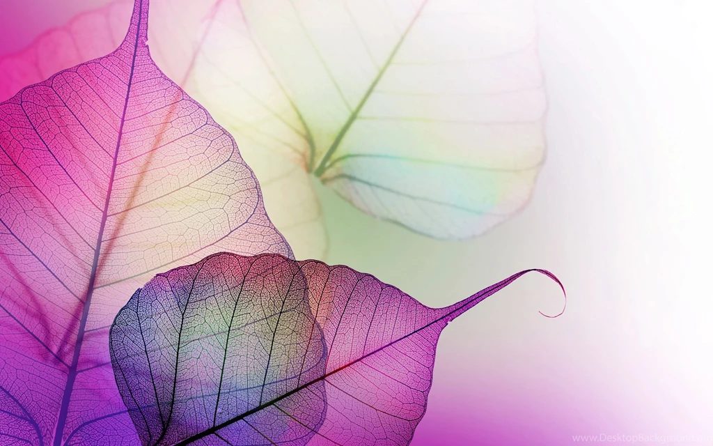 Violet Leaves Wallpapers 8336 2560 X 1600 WallpaperLayer.com