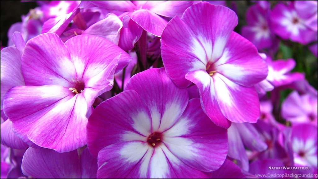 1366x768 Wallpapers Violet Phlox Wallpaper Backgrounds