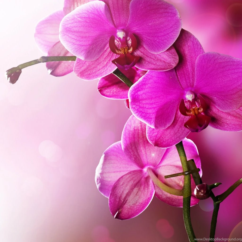 Violet Spent The iPad Wallpapers, iPad Backgrounds, Best iPad ...