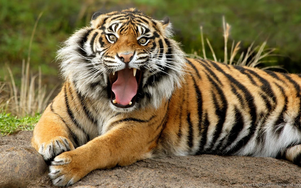 Tiger Image